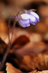 Leberblümchen