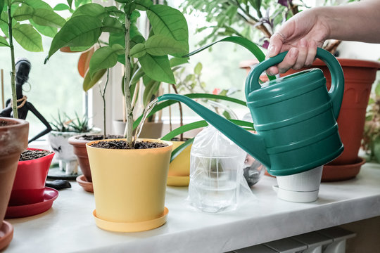 Watering a houseplant from a watering can