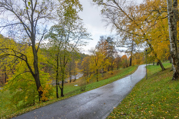 Beautiful Autumn forest in raining day