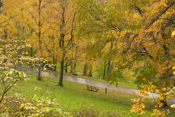 Beautiful Autumn forest in raining day