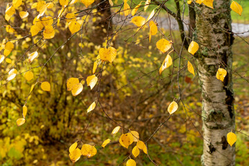 Beautiful Autumn forest in raining day