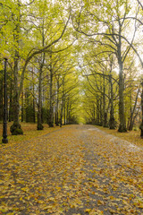 Obraz premium Beautiful Autumn forest in raining day