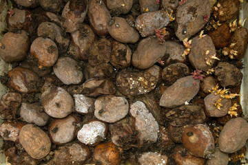 Pile of rotting potatoes waste