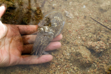 Sea cuttlefish is swimming in the water