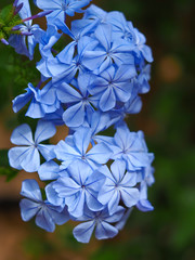 Closeup of the blue flowers of Plumbago auriculata