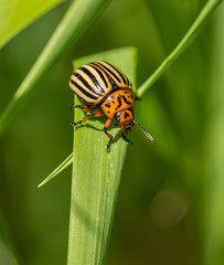 Colorado beetle on grass