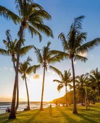 palm trees on the beach at sunset, Réunion Island 