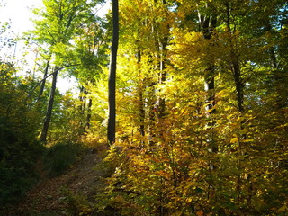 Beautiful Colorful Autumn forest with golden leaves