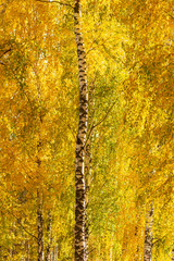 Birch in yellow colors in the fall