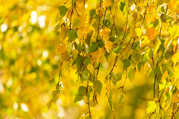 Yellow leaves on a tree in the fall