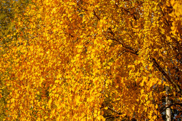 Yellow leaves on a tree in the fall