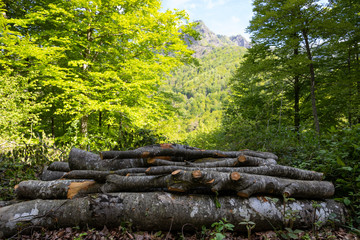 Hayedo (bosque) en primavera