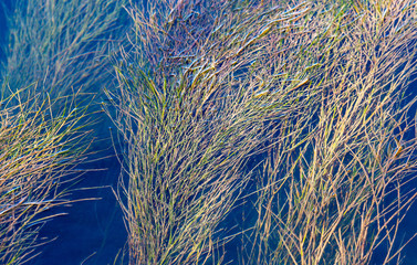 Algae on the surface of the water as a background