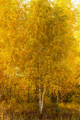 Birch in yellow colors in the fall