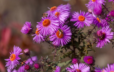 Beautiful pink flowers with a purple tint