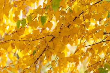 Yellow leaves on a tree in the fall