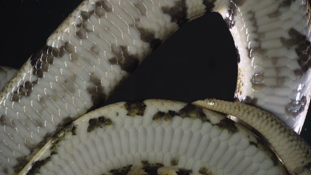Video of royal ball phyton, camera rushed down