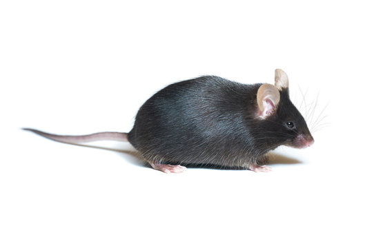 Adult black mouse, closeup. The mouse is isolated on white background with copy-space