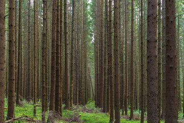 beautiful green forest of pine-trees in summer