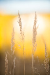 Close-up photo of hay on a bright yellow blurry background.