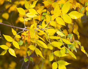Obraz premium Yellow leaves on a tree in the fall
