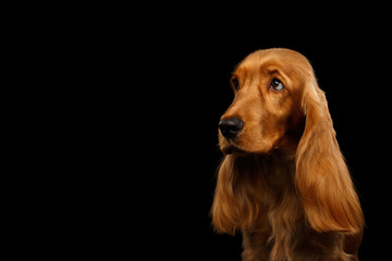 Sad Portrait of Red English Cocker Spaniel Dog looking at side on isolated black background