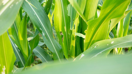 Corn plants are attacked by pests