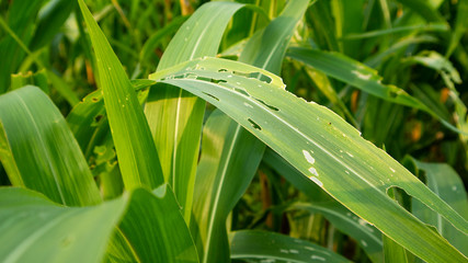 Corn plants are attacked by pests