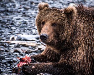 Fototapeta na wymiar Kodiak Bear on Kodiak Island American River searching and eating dead salmon on the riverbed