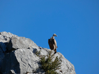 Buitre en lo alto de un risco, localizado en el Pirineo de Huesca, Aragón, España