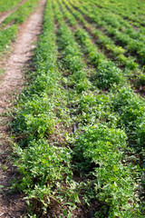 Plantation with Parsley in rows. Close up parsley in farm.