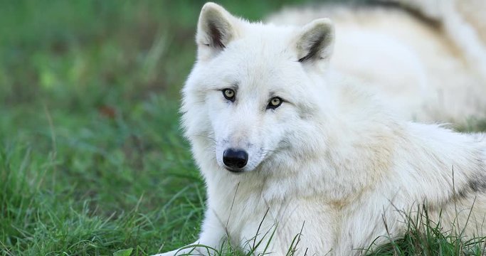 Artic wolf lying in the forest
