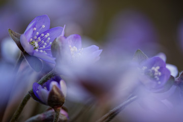 Leberblümchen