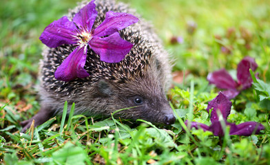 Hedgehog (Erinaceus Europaeus) wild, European hedgehog with purple flowers