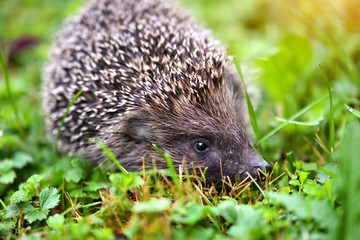 Hedgehog, (Scientific name: Erinaceus europaeus) wild, native, European hedgehog on green grass.