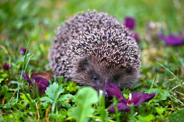 Hedgehog (Erinaceus Europaeus) wild, European hedgehog with purple flowers