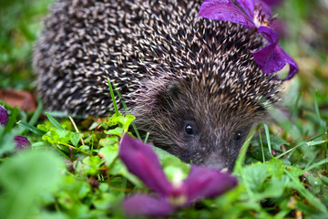 Hedgehog (Erinaceus Europaeus) wild, European hedgehog with purple flowers