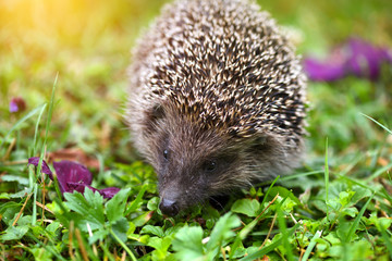 Hedgehog (Erinaceus Europaeus) wild, European hedgehog with purple flowers