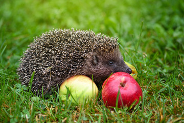 Hedgehog (Erinaceus Europaeus) on a green grass near apples © nmelnychuk