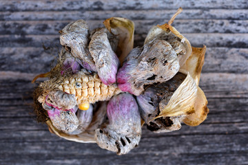 Corn smut (Ustilago zeae Unger). Ustilago maydis disease on corn cob
