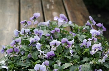autumn concept purple and white violets in a planter on a wet wooden table, after rain. with copy space 