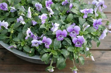  A group of bright and fresh purple violets, after the rain. Blooming flowers in a gray iron pot. A vibrant garden plant on a wooden table. The photo is taken from above, and with text space.