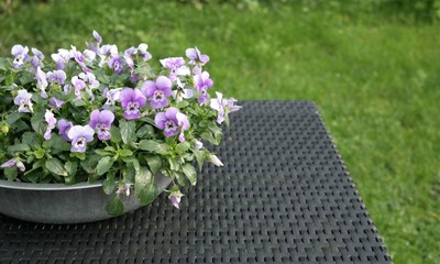 iron planter with purple and white violets on a black garden table in a green garden