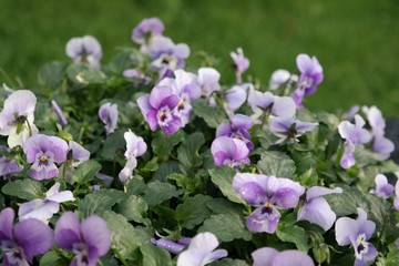 winter violets in white and purple colors, close up of a small decorative winter plant with green background and copy space