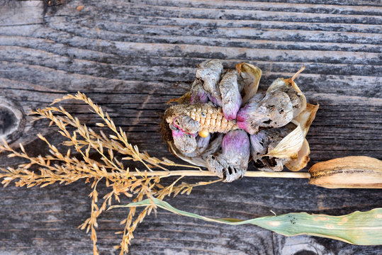 Corn smut (Ustilago zeae Unger). Ustilago maydis disease on corn cob