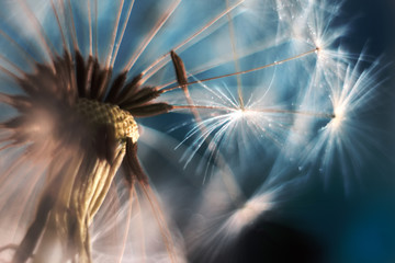 Dandelion in a macro lens © Anna
