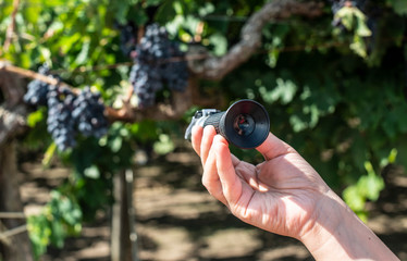 Farmer measures the sugar content of the grapes with refractometer.