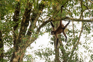 spider monkey in Costa Rica