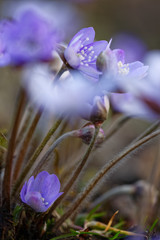 Leberblümchen