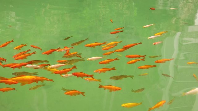 Lots of goldfish fish in a pond swimming